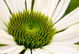 Coneflower